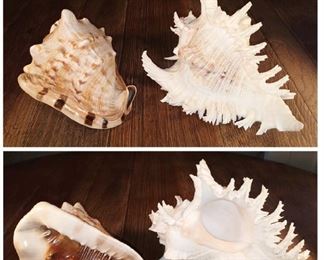Pair of conch shells 7.5" and 8.5"  $15 for both. Now $7.50 both