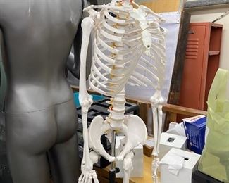 Mannequins and Educational Skeleton