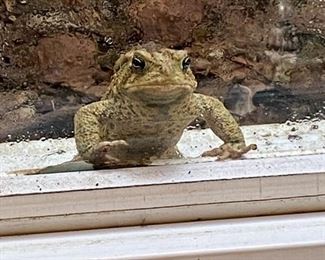 Sorry no Lot number. Just Fred the friendly frog checking out the estate sale from the window well. Priceless...