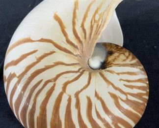 Large Natural Nautilus Shell , Organic Decor