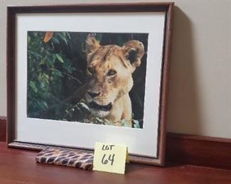 Lot #64 - $10 Lioness Photo 15"x17"