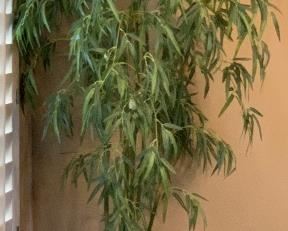 Lg Faux Plant w/ Rope Weave Vase 92in H x 12in Diameter