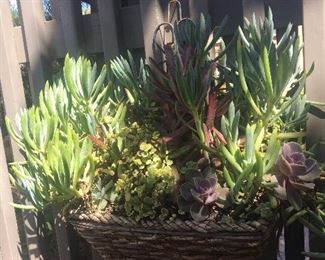 Beautiful succulent outdoor decor. Two like this and many other to choose from.