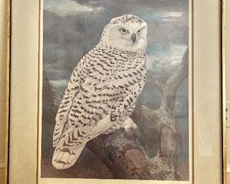 $50 Owl print AS IS.  32.5" W x 38.5" H. 