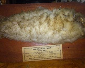 Taxidermy "Fur Bearing Trout" 