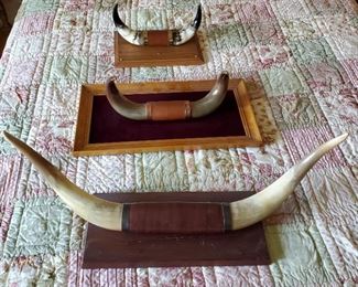 Mounted Bull Horns