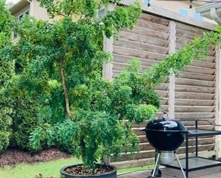 Ornamental Tree in Planter