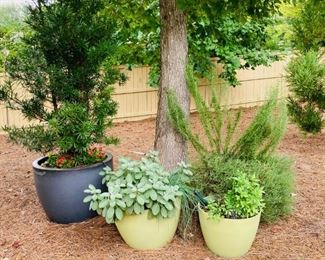 Plants and Planters