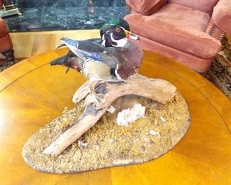 Wood Duck Taxidermy
