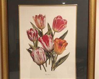 Botanical Tulip Print