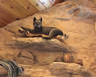 EXCELLENT TAXIDERMY BOBCAT