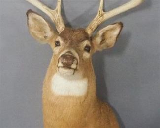 Taxidermied 8-Point Deer Head, Approx 47" Long