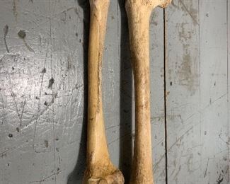 2 old scientific medical human leg bones 