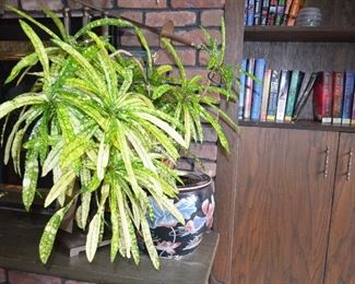 Asian Porcelain Planter with Plant