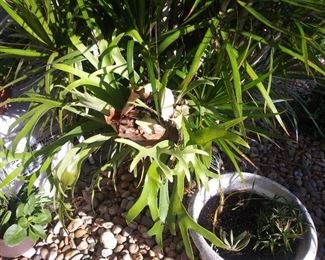 FABULOUS ARRAY OF STAGHORN FERNS 