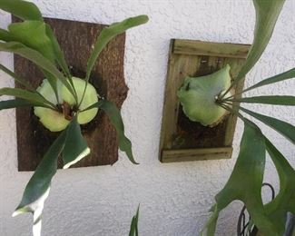 BEAUTIES! LOCALLY RAISED BY JOHN WIGLEY