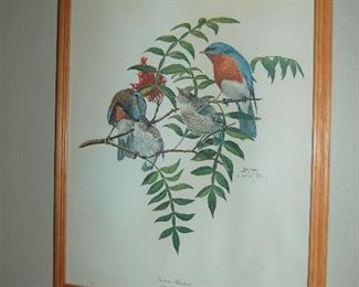 Bluebird prints by Ray Harm