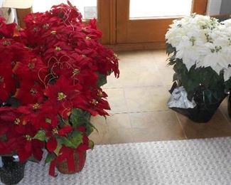 Poinsettias