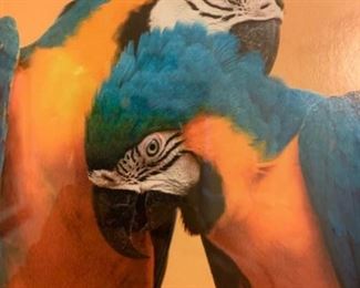 Silver Framed Parrot Print
