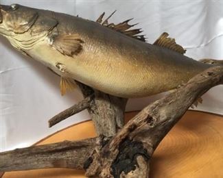 https://connect.invaluable.com/randr/auction-lot/taxidermy-fish-mounted_F1B4D03835