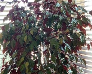 Lg Faux Plant 80x36x36in HxWxD