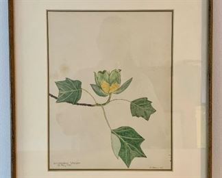 Item 169:  Liriodendron  framed and signed watercolor - 14.5" x 17.5":  $35.00