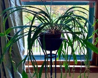 Item 366:  Cactus $45.00....Stand not included.