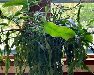 Item 367:  Large Zygo Cacti $45.00 , stand not included.