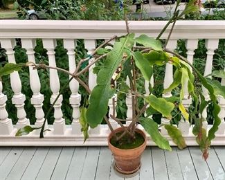 Item 598:  Night Blooming Cereus: $85