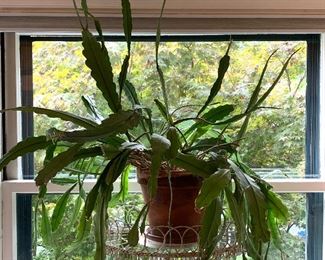 Item 611:  Plant: $55