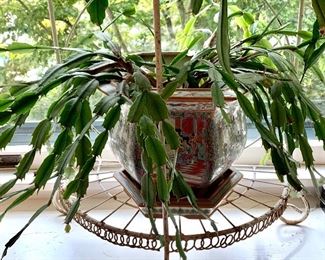 Item 612:  Blooming Cactus: $55