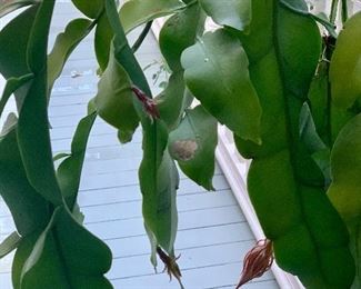 detail - almost ready to bloom - again!