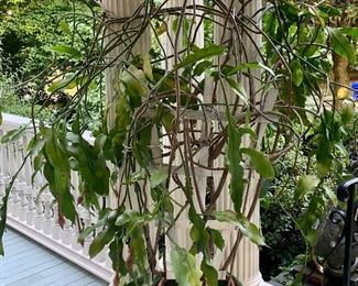 Item 632:  Giant Night blooming Plant:  $175