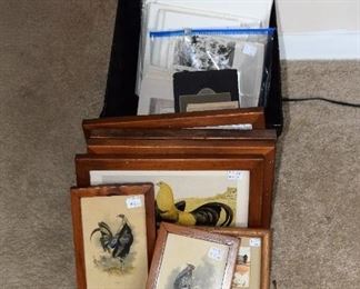 Excellent chicken pictures