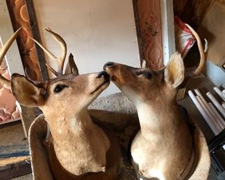 2 deer mounts