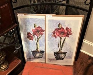 Amaryllis pictures