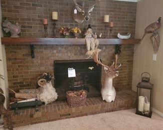 White Tail and Fallow Deer Taxidermy Trophy 