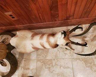Pronghorn Antelope  Taxidermy Trophy 