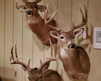 White Tail Deer Taxidermy 3
