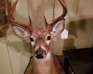White Tail Deer Taxidermy Trophy 