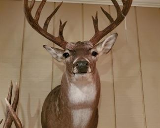White Tail Deer Double White Throat Patch Taxidermy Trophy  RARE