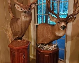 White Tail and Mule Deer Taxidermy Trophy 