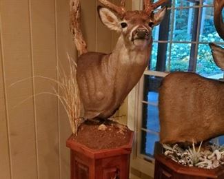 White Tail Taxidermy Trophy 
