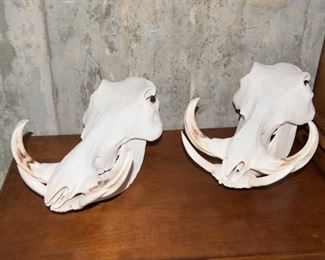 African  Warthog Taxidermy Skull