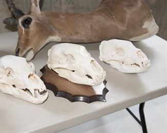 Small Game Mammal Taxidermy Mounts