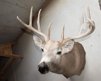 Mule Deer Mount