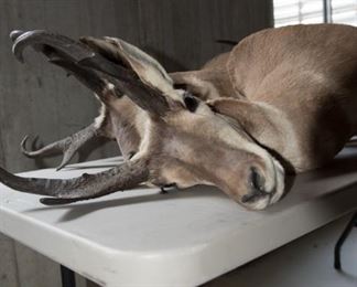 Antelope Mounts