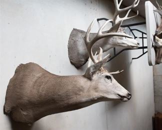 Mule Deer Mounts