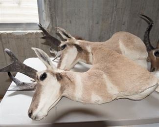 Misc. Head Mounts Including Gazelle