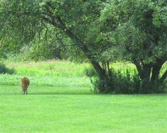 deer in backyard this afternoon